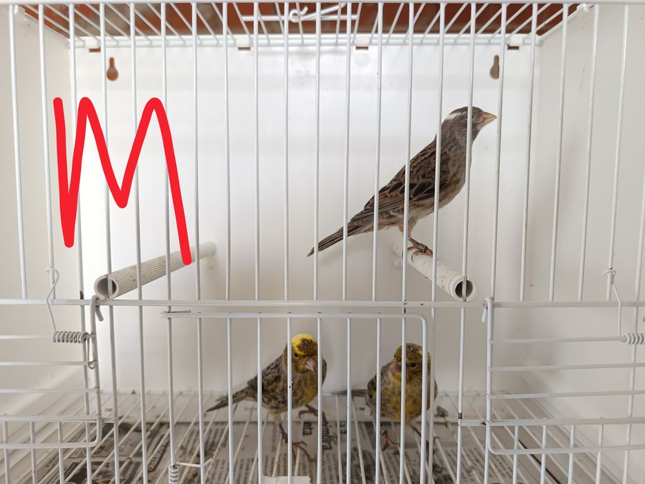 Canários Lizard 2025 LER DESCRIÇÃO