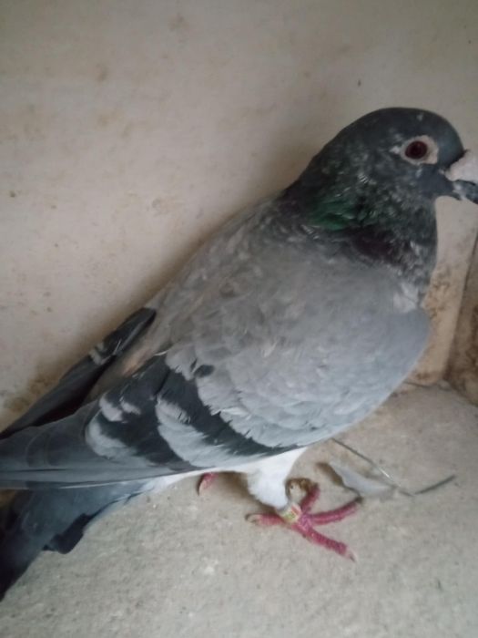 Gołąb pocztowy  sprzedam