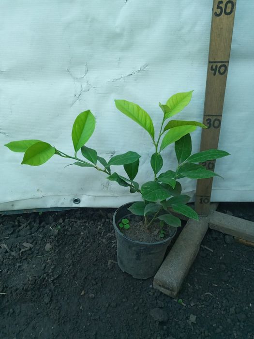 Лимони різні сорти