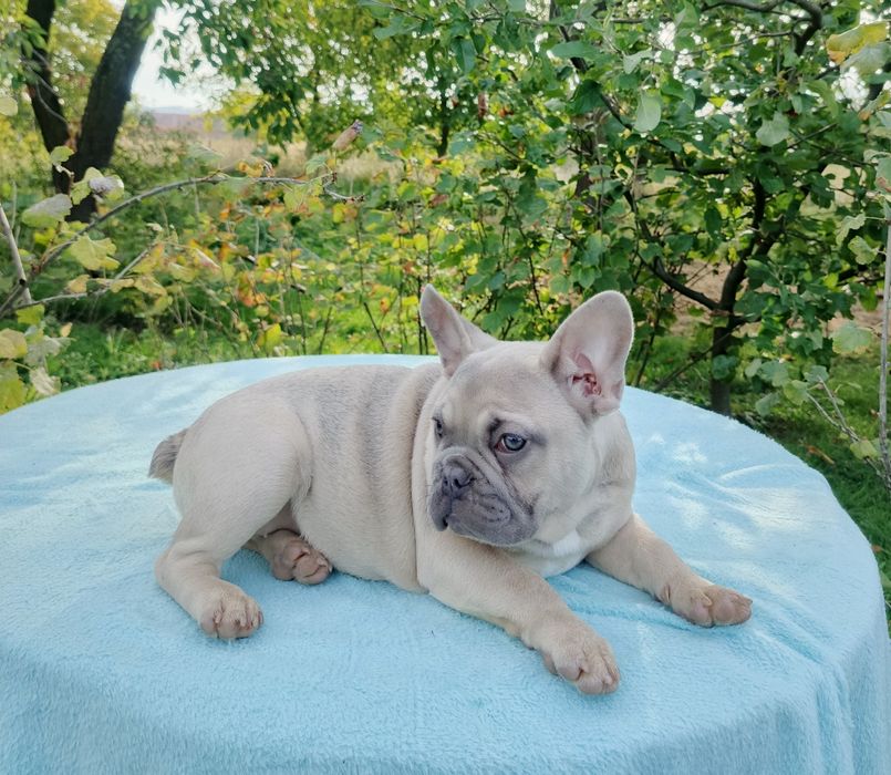 Buldog francuski suczka