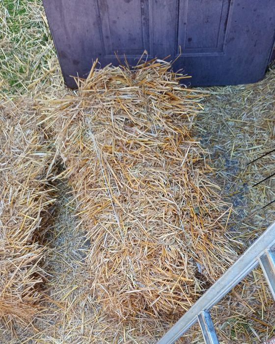 Słoma kostka belka2025