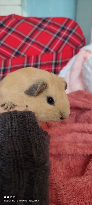 Дівчинка Каліфорнія крем/баф морсвинка