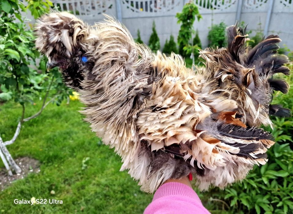 Jajka lęgowe silka jedwabista/satynowa/lokowana/wysyłka