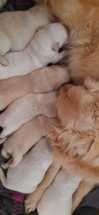 Suczka Golden Retriever
