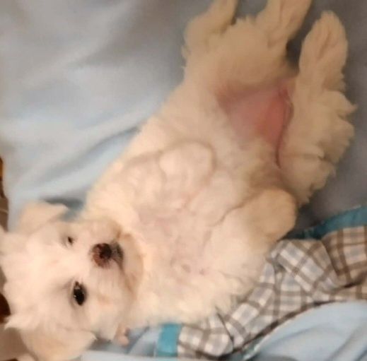 Bichon maltes femea espetacular