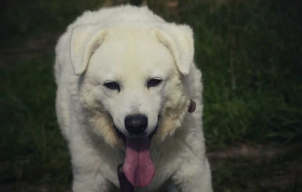 Pokochaj Monę - białą, majestatyczną sunię!