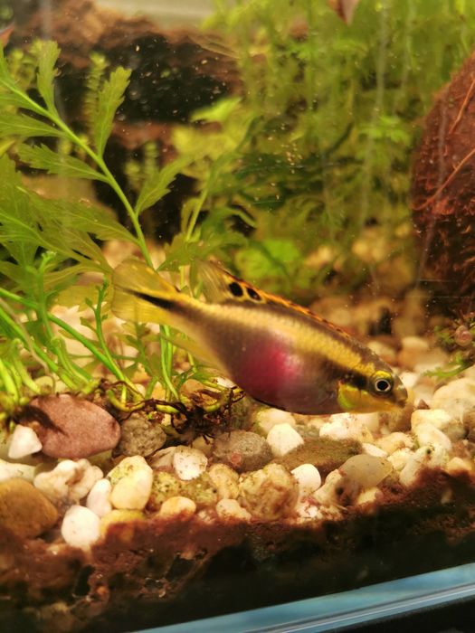 Oddam/zamienię Barwniak Czerwonobrzuchy