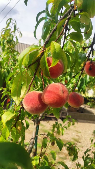Pestki, ziarno brzoskwini  rakoniewicka