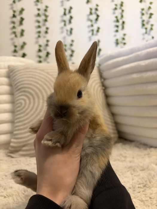 Królik miniaturka karzelek Teddy Lewek Mini lop