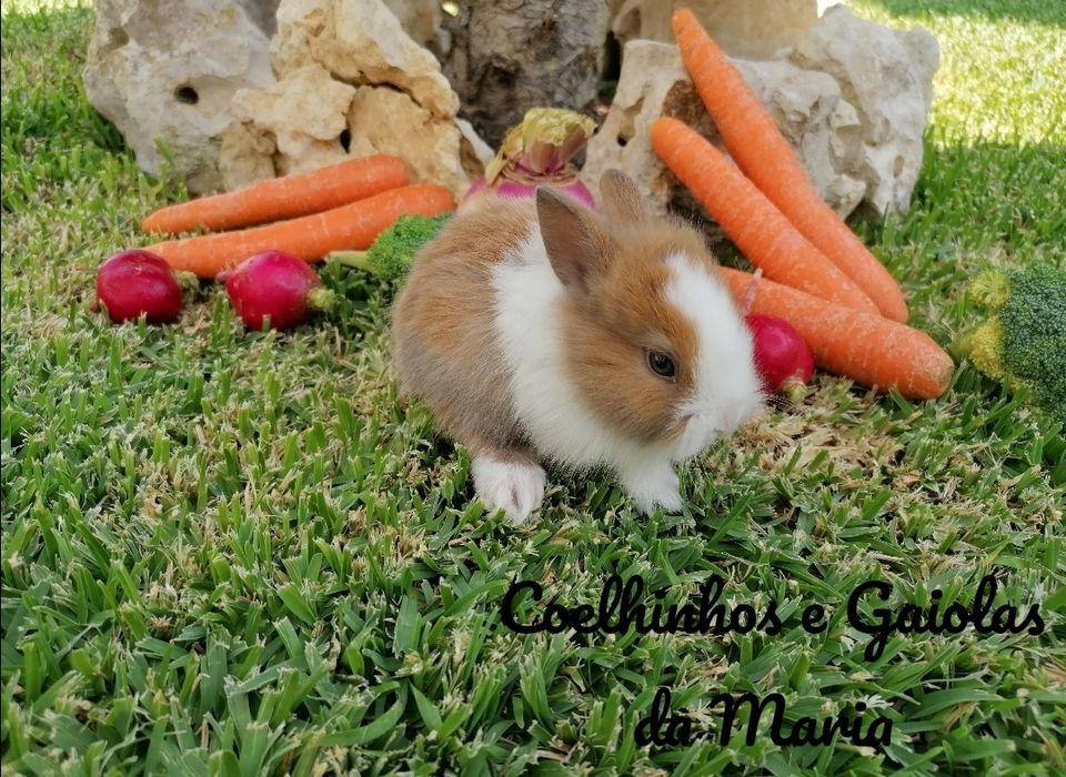 KIT Coelhos Anões Mini Toy, Mini Hokandez, Tedy, Belier (Orelhudo)