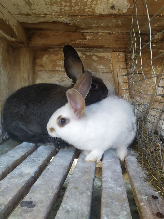 Продам кролі є різні