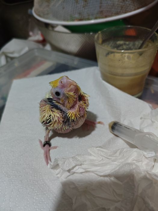 Caturras bebés criar a mão