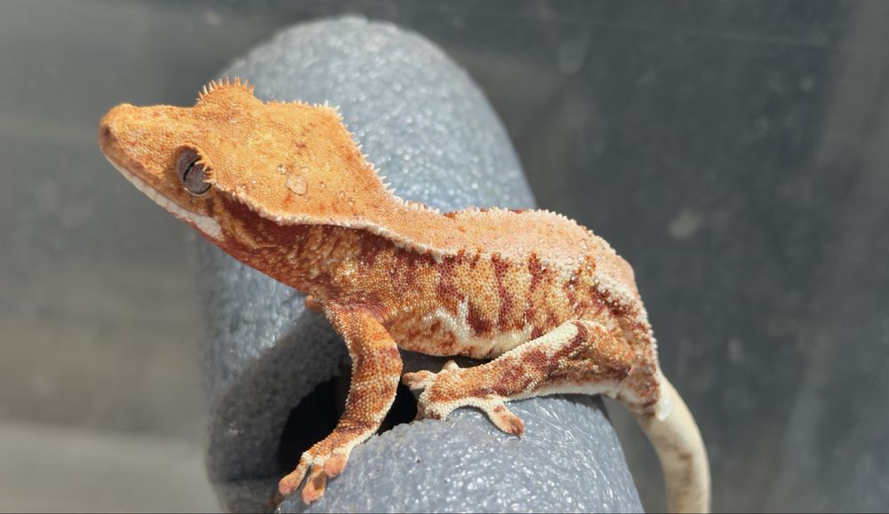 Gekon orzęsiony samiec