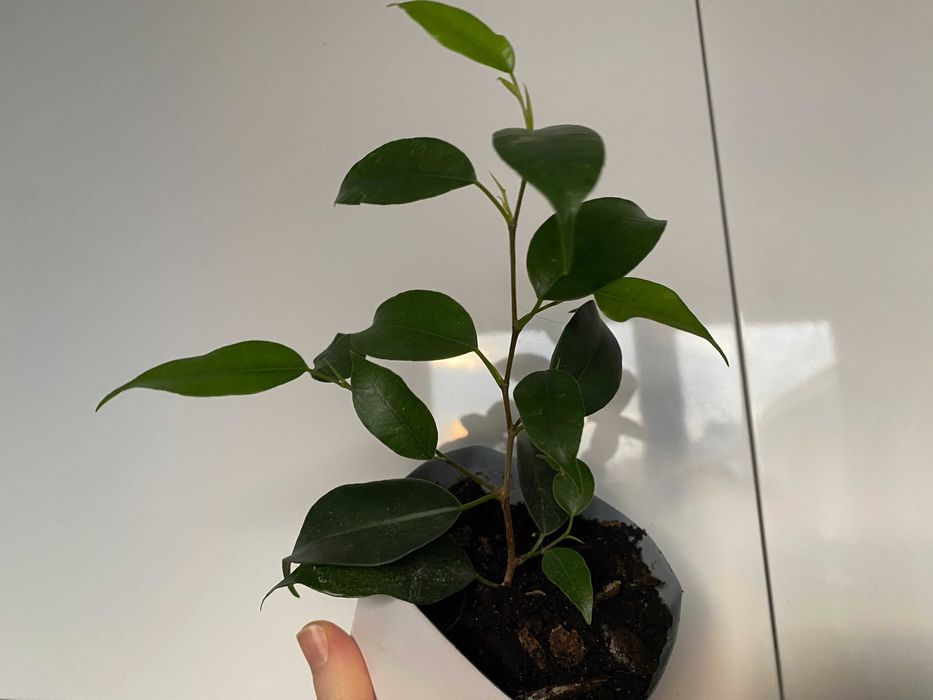 Fikus (Ficus, Figowiec) Benjamina — Daniel 20 cm