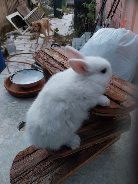 Coelho anao minilop angorá nederland dwarf  cabeca de leão