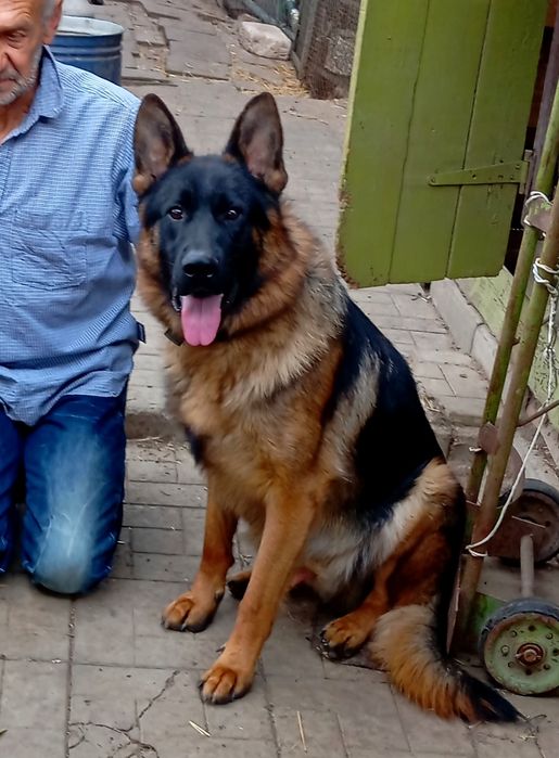 Питомник.Щенки нем овчарки.