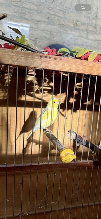 Клетки для канареек и …