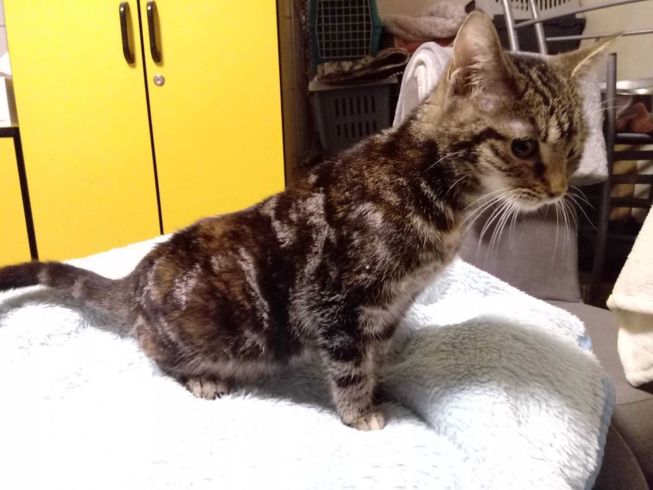 Koteczka Marmurka wypatruje domku