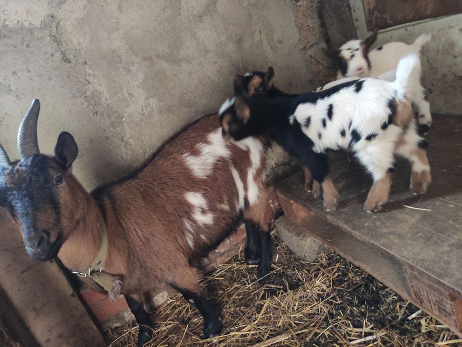 Продам камерунских козлята то