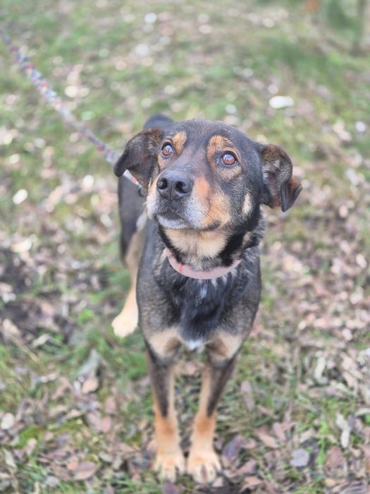 Mikado - kundelek, który wyczekuje adopcji!