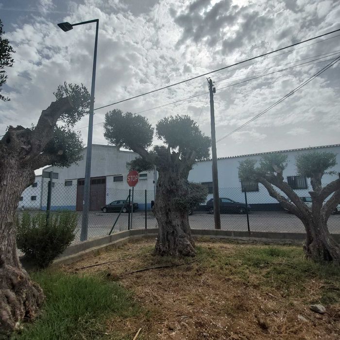 Oliveira Centenária Bonsai »»» must-have for landscape architecture!