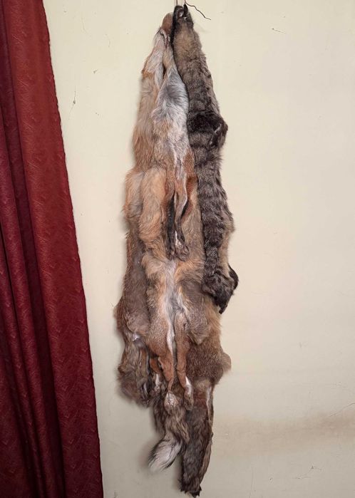 Futro skóra z lisa, kuny, dzika / lis kuna dzik