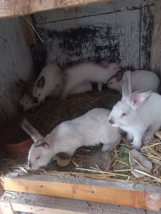 Sprzedam króliki
