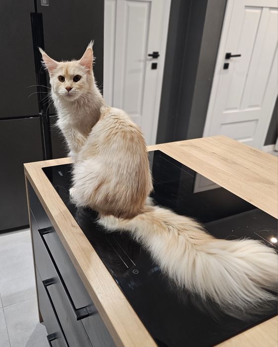 Zibi Maine coon rudy pieszczoch