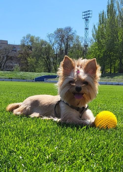 Дівчинка йоршерський терєр в забарвленням Голдаст