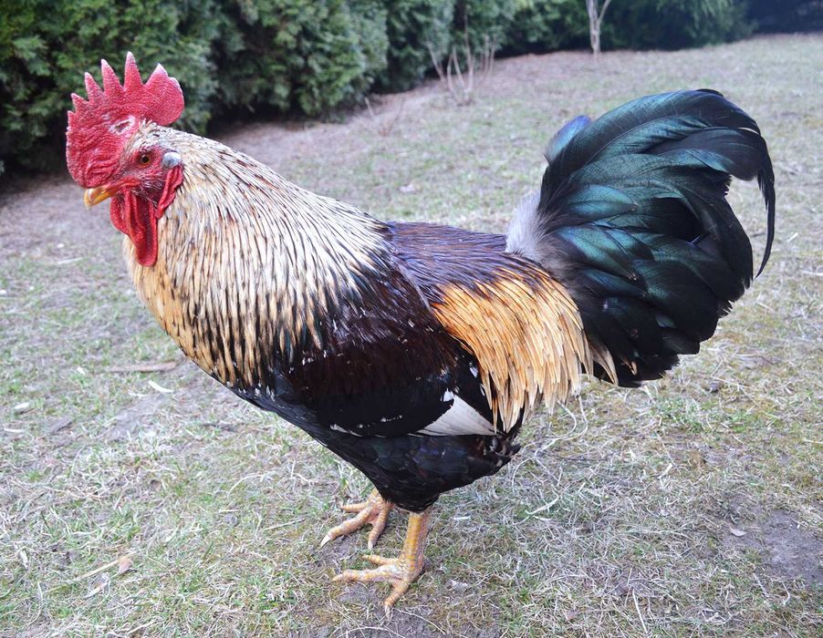 Piękny masywny kogut - kura zagrodowa, zagrodówka