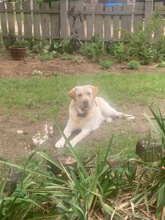 Nemo - uroczy labrador- oddam w dobre ręce