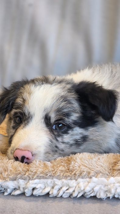 Border Collie Blue Merle Macho