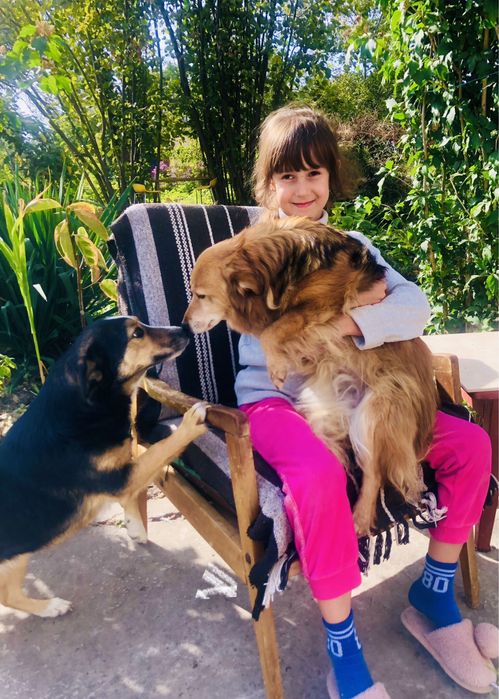 Отдам собак