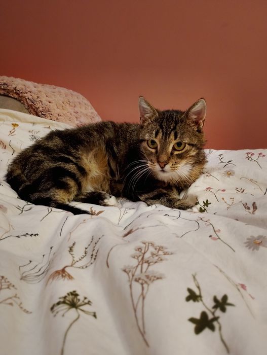 Rovenka czeka na dom