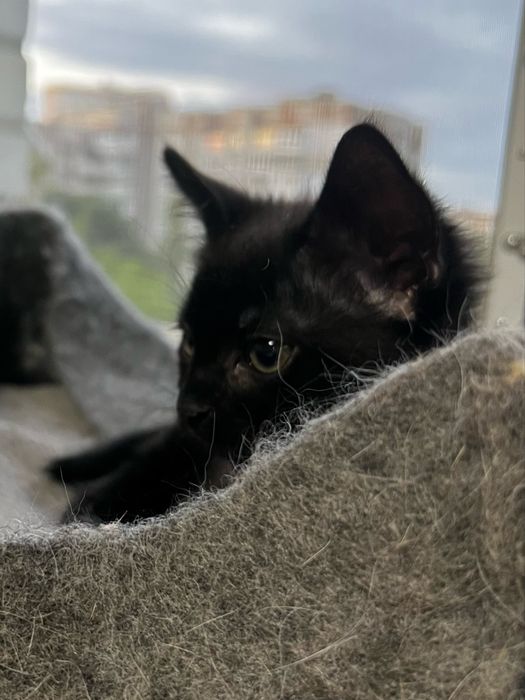 Малюк шукає тата і маму