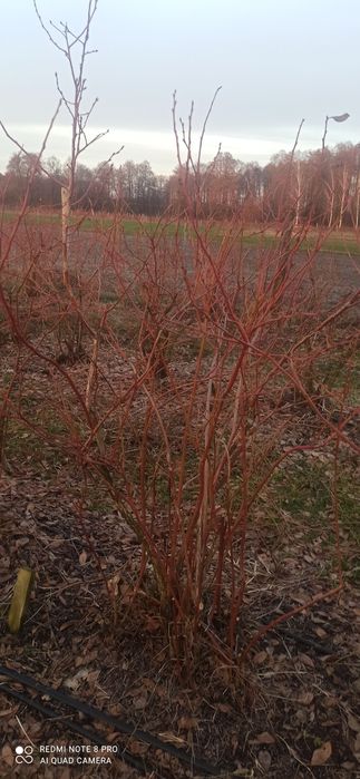 Borówka amerykańska