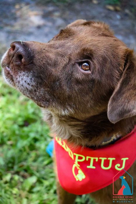 Cudowny Lagos - czekoladowe umaszczenie i serce pełne miłości
