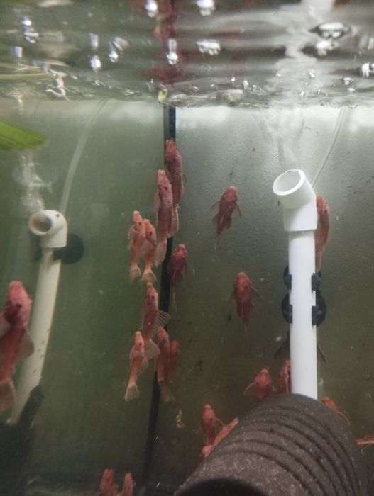 Glonojady super Red zwykłe.