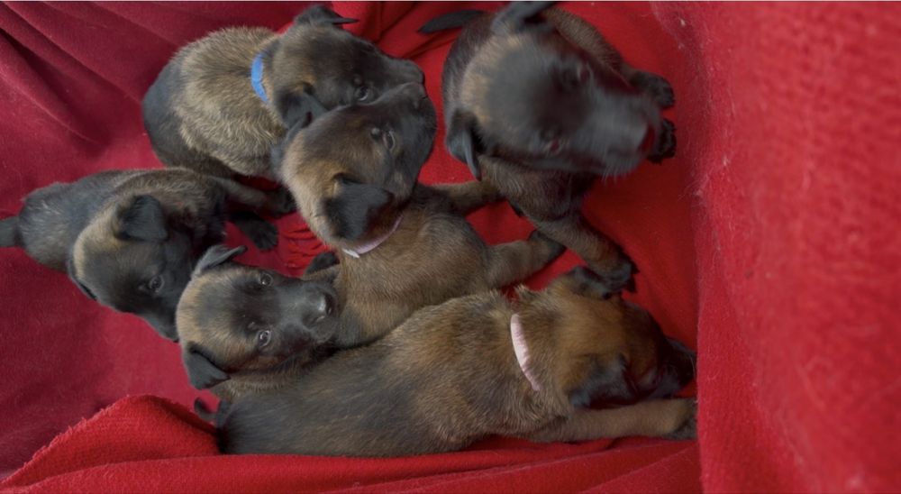 Owczarek belgijski malinois