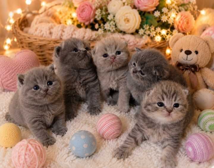 Шотландские котята!!!