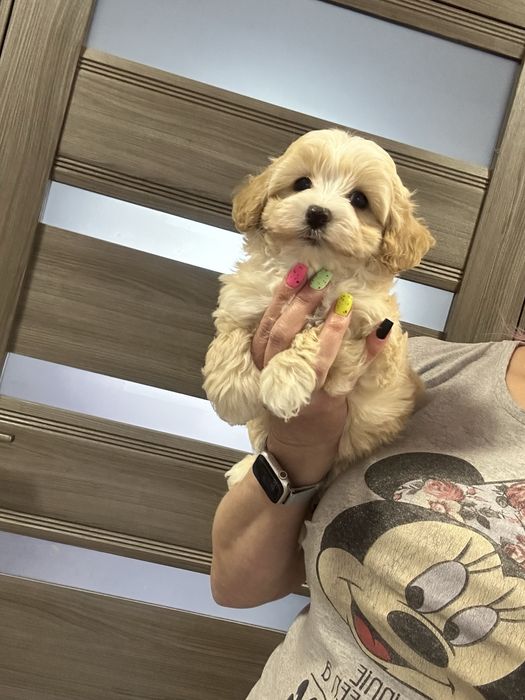 Милаш мальтипу ф1