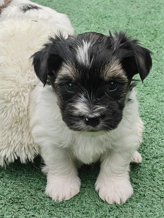 pieski york biewer z metryką