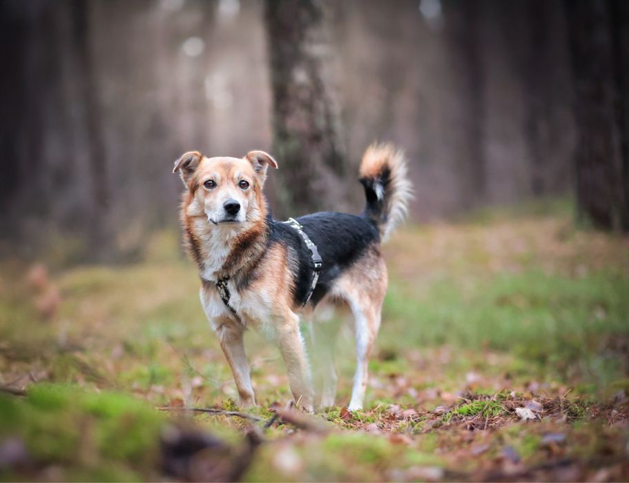 Mały pies 15 kg | Aktywny, inteligentny, bardzo kontaktowy
