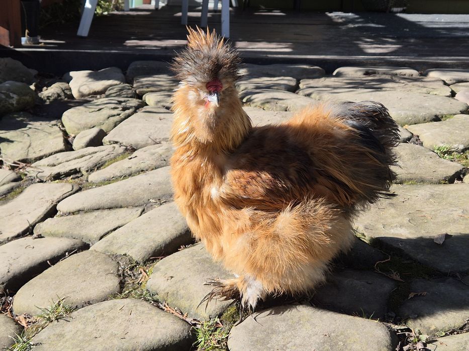 Sprzedam koguty silki