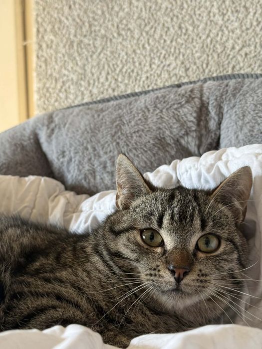 Cudowny Joko szuka domu