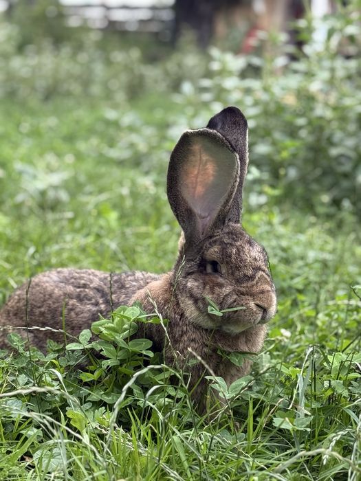 Продам Бельгійський Велетень