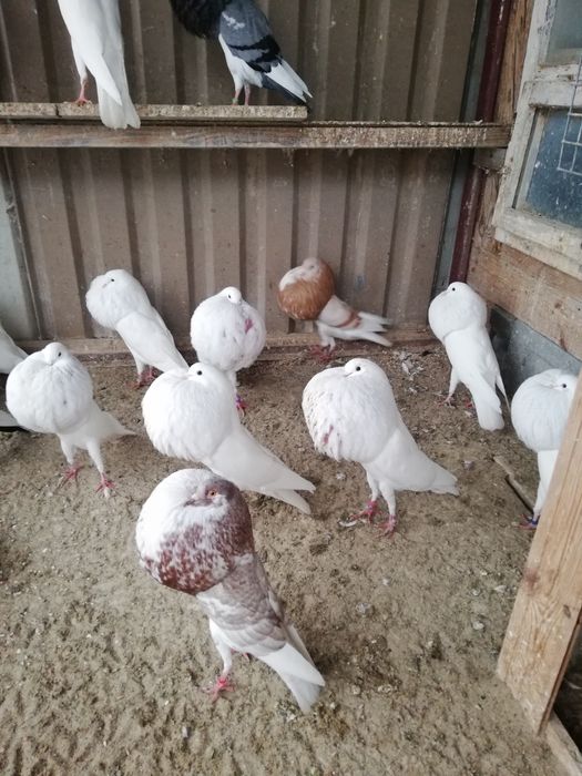 Garlacz garlacze z Norwich