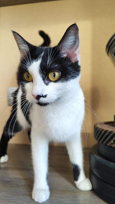 Кошеня, кішка 7 міс