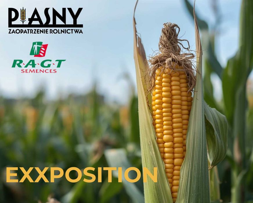 Kukurydza RGT EXXPOSITION – kiszonka, wysoka masa FAO 260 Promocja