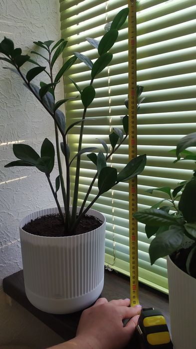 доларове дерево вазон